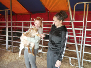 Joanna Kocka (rechts) und Jennifer Kaselowski füttern eine der Ziegen. Die Versorgung der Tiere hat für die Zirkuskünstler hohe Priorität. 