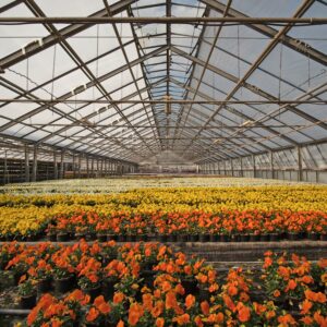 Emsflower by night, seasons of light - am Freitag, 13. November 2026